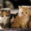 Gatitos Nuevo