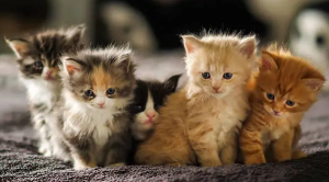 Gatitos Nuevo